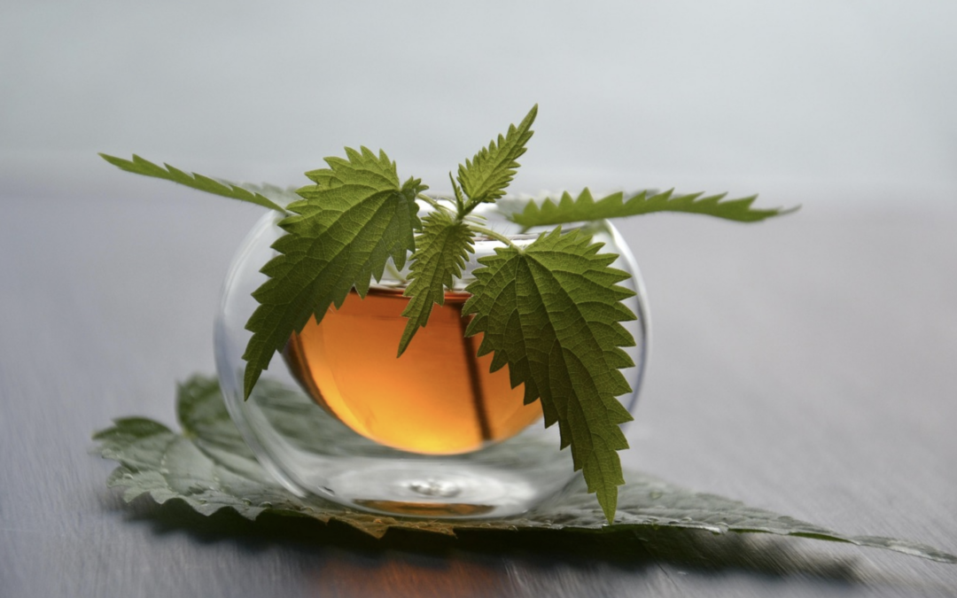 Tisane al CBD: il rituale serale che unisce benessere e gusto